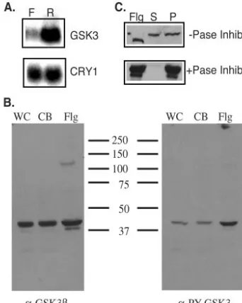 FIG. 6. GSK3 is a ﬂagellar protein. (A) RNA blot analysis of theGSK3 transcript. Twenty micrograms of RNA from ﬂagellated cells