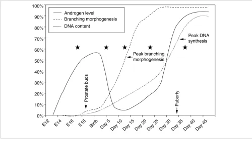 Figure 1Temporal events in mouse prostate development
