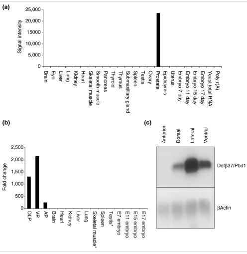 Figure 5βexpression in multiple normal mouse tissues and in dissected mouse prostate lobes