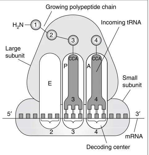 Figure 1The basic function of the ribosome during the elongation phase of proteinsynthesis