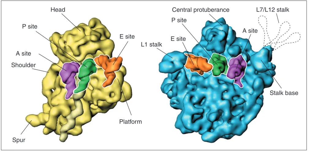 Figure 2 The two ribosomal subunits, as visualized by cryo-EM, with tRNAs attached in the A, P and E sites
