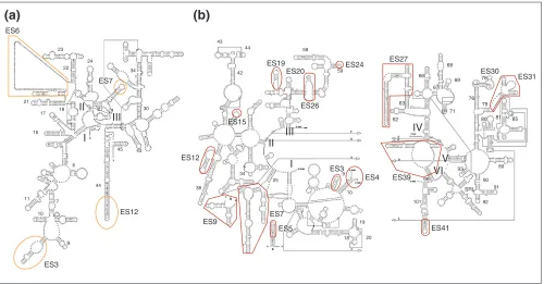 Figure 4 Structures of ribosomes from different species. The small subunit is on the left