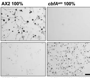 FIG. 4. Development of the cbfAphosphate-buffered agar. The 100% value corresponds to 10am mutant in synergy with wild-type cells