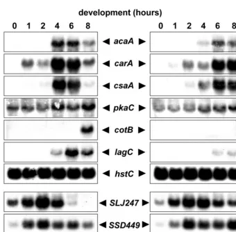 FIG. 5. Microarray analysis of developmentally regulated genes in AX4 and cbfApulses. Samples were collected every 2 h for 18 h and analyzed on chips carrying 6,345 targets