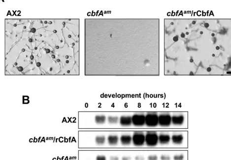 FIG. 7. Complementation of the cbfAmutant cells were transformed with the empty vector pDXA-3H