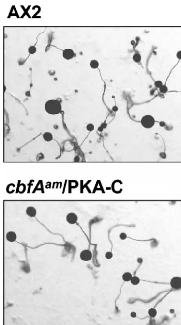 FIG. 8. Complementation of the cbfAp332 (12), so that expression ofactin6of recombinant PKA-C.phate-buffered agar plates