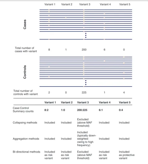 Figure 2. An illustration of rare variant association tests. Cases and controls from a hypothetical complex disease exome sequencing project are depicted