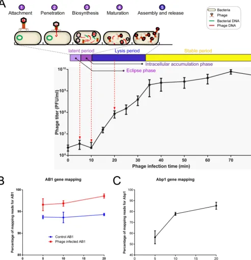 FIG 1 Life cycle annotation, one-step growth curve, and mapping of �Abp1. (A) The phage multiplication stages in a life cycle were divided into attachment,adsorption, penetration, biosynthesis, maturation, and assembly and release
