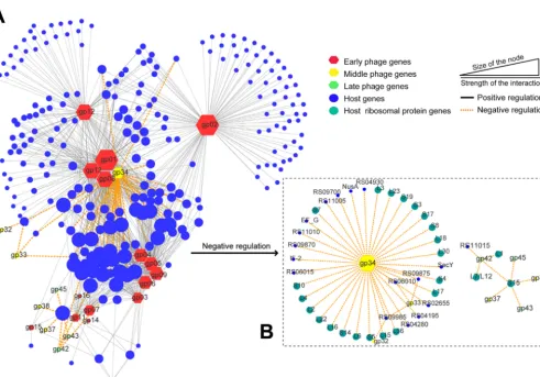 FIG 6 Gene coexpression network betweennetwork of �Abp1 and the host. (A) Main networks of host interactions centered on phage genes; (B) negative regulation gp34