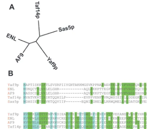 FIG. 1. Multiple sequence alignment. (A) Dendrogram depictingthe relationship of YEATS domain proteins; (B) alignment of the
