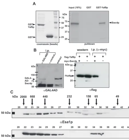 FIG. 3. In vitro and in vivo interaction between Yaf9p and Swc4p. (A) GST pull-down experiment