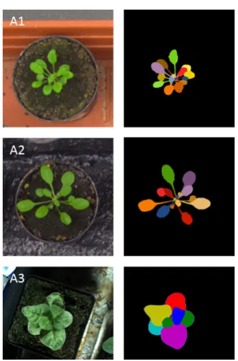 Fig. 1: Example images of Arabidopsis and tobacco fromthe datasets used in this study [48].