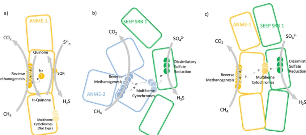 FIG 6 Model based on gene expression proﬁles for the anaerobic oxidation of methane pathway for ANME-1 and ANME-2 lineages detected in PC1 and PC10sediment samples