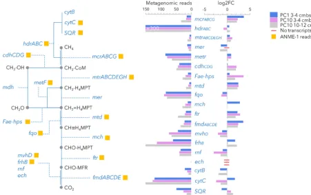 FIG 4 Schematic representation of the (reverse)-methanogenesis pathway. Numbers of metagenomic reads (after normalization) for each gene4 cmbsf (purple), and in PC10 at 10 to 12 cmbsf (gray) are shown