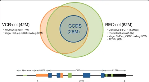Figure 1 Content and overlap of the VCR-set and REC-set designs. A hypothetical gene shows regions that would be targeted by the VCR-set (orange), REC-set (green), both designs (orange/green) and CCDS (blue)