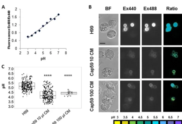 FIG 2 Binding of capsular polysaccharide to the nonencapsulatedincubated with 100, 10, or 1 C