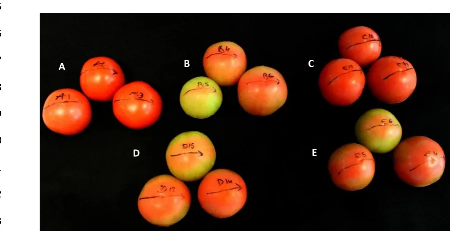 Figure 2. Representative samples of tomato fruit of the cultivar Mecano at 10 d post treatment