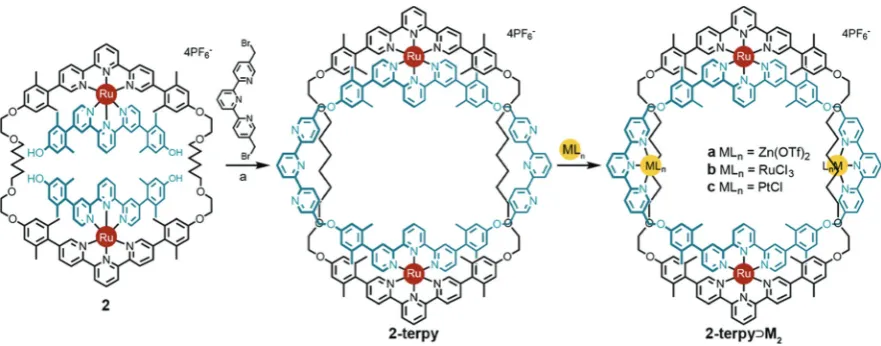 Fig. 1Side and top views of macrocyclic cation structures from crystal diﬀraction analyses emphasizing the conformational ﬂexibility of macrocycle1 (black) in complexes 1a Ru(II); 1b’ Zn(II); doubly threaded complex 2; and ring-in-ring structures 2-bipy an