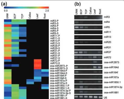 Figure 4 Validation of expression profiles of miRNAsthe scale of the expression levels of miRNAs (log 2)