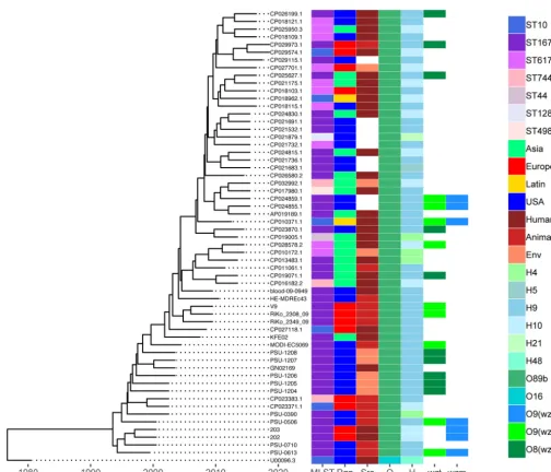 FIG 5 Time-scaled phylogeny of O89b-containingmodule of 6,890 core SNVs from 39 Sanji-related complete genomes plus 19 ST167 assemblies isolated between 1999 and 2010, as well as MG1655