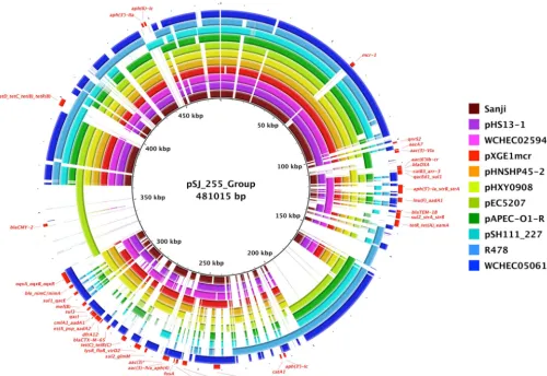 FIG 6 Comparisons of plasmids related to pSJ_255. Shown is a BRIG circular plot for BLASTN comparisons of pSJ_255 and related plasmids