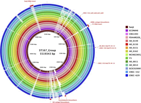 FIG 4 Comparisons of ST167 chromosomes. Shown is a BRIG circular genome plot for BLASTN comparisons of Sanji and 14 other ST167 strains