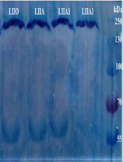 FIG 1 SDS-PAGE proﬁling of fragment antigen binding components following the digestion of anti-idantibodies (IgY) after staining with Coomassie brilliant blue for samples from groups LIIA1, LIIA, and LIIO.