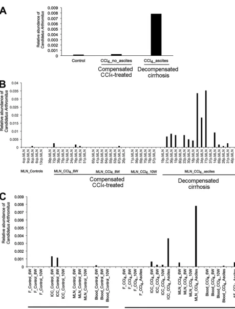 FIG 3 Detection of “in mesenteric lymph nodes of decompensated rats (Candidatus Arthromitus” in spatial and temporal settings