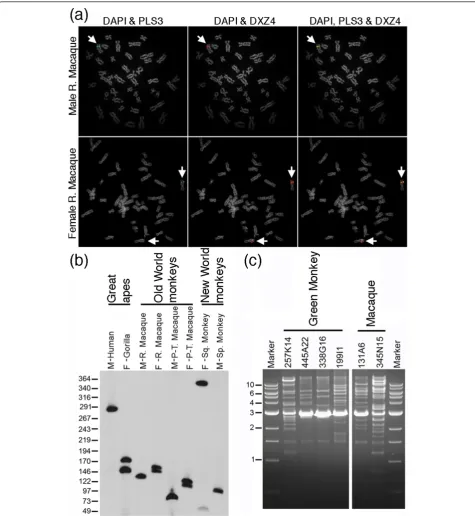 Figure 1 Mapping and tandem arrangement of DXZ4 in primates. (a) Direct-labeled fluorescence in situ hybridization (FISH) of human DXZ4BAC clone (2272M5; red) and human PLS3 BAC clone (268A15; green) to male and female rhesus macaque metaphase chromosomes