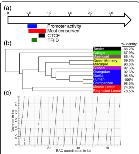 Figure 2 Conservation of simple repeat sequences at DXZ4.DXZ4 is represented by a right facing 3-kb monomer