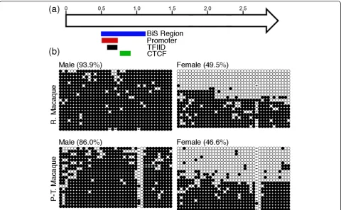 Figure 4 DXZ4 CpG methylation patterns in male and female macaquesrepresented by an open arrow