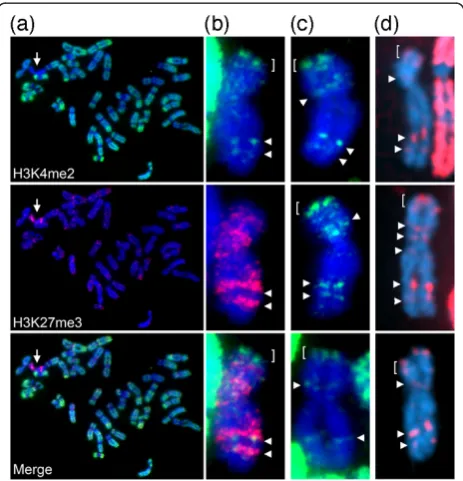 Figure 5 H3K4me2 distribution on the macaque metaphase Xi.(a) Female rhesus macaque metaphase chromosomes (blue)showing the distribution of H3K4me2 (green) and H3K27me3 (red)by indirect immunofluorescence