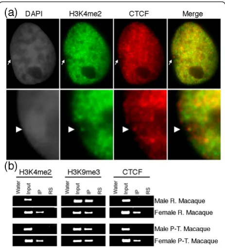 Figure 7 Female-specific association of CTCF and H3K4me2H3K4me2macaque nucleus. The white arrow indicates the Xi (top panel)