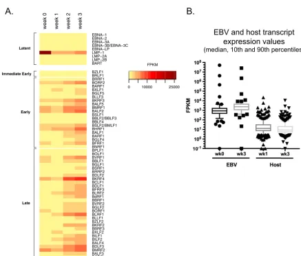 FIG 3 Induction of EBV lytic transcripts in HK1-EBV ALI culture. (A) RNA-seq proﬁle of EBV latent and lytic transcripts collected fromHK1-EBV cells at week 0 to week 3 of ALI culture