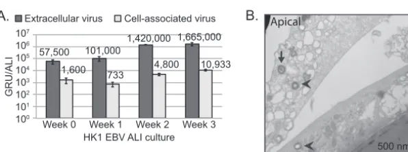 FIG 4Measuring EBV genome ampliﬁcation and replication in HK1-EBV ALI culture. (A) Quantitative PCR measuring EBV genomeequivalents in HK1 ALI-cultured EBV-infected cells