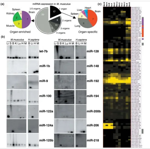 Figure 2The miRNA expression profiles in mammalian organs