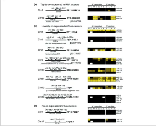 Figure 3Genomic organization and correlated expression of clustered miRNAs