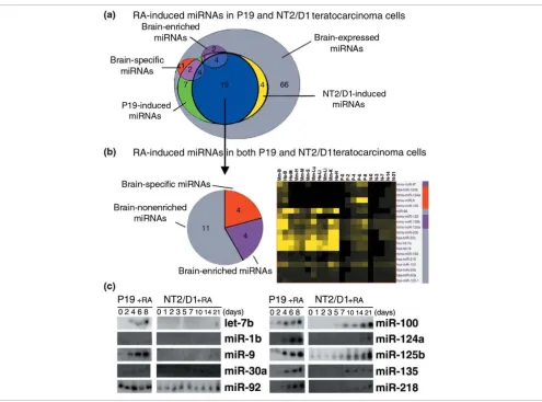 Figure 4The miRNA expression profiles in EC cells differentiating in response to RA