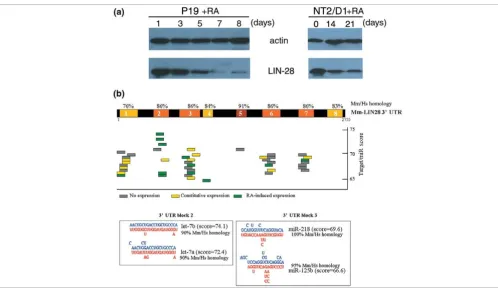 Figure 5LIN-28: a potential miRNA target in P19 and NT2/D1 cellsis shown as loading control for protein concentration