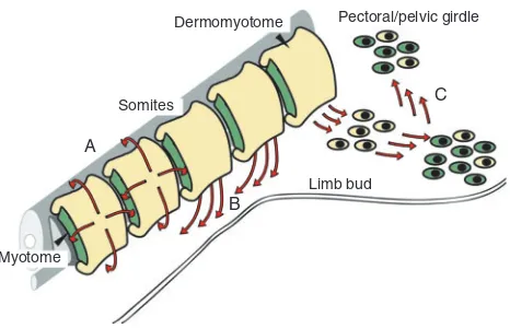 Fig. 1.Cells of the dorsomedial region of somites form the dermomyotome(DM; yellow). The myotome (green) is formed when DM cells migratearound the edges to form an underlying layer of cells where the first musclesof the embryo begin to differentiate (A)