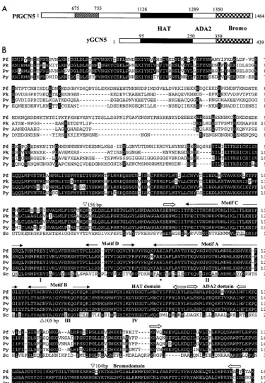 FIG. 1. Comparison of PlasmodiumHAT domain, ADA2-binding domain, and bromodomain are indicated by ﬁlled, open, and checkered boxes, respectively