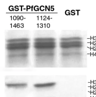 FIG. 3. HAT activity of PfGCN5. (A) Expression and puriﬁcationof recombinant GST-PfGCN5 proteins