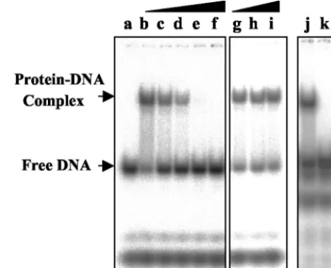 FIG. 1. UMSBP binding to DNA is zinc dependent. UMSBP waspreincubated in the reaction mixture under the standard binding-