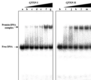 FIG. 6. CfTXNs activate the binding of UMSBP to UMS DNA. UMSBP (0.6 ng), which was preoxidized by diamide as described in Materialsand Methods, was used as a substrate