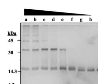 FIG. 7. UMSBP C-terminal zinc knuckles are involved in DNA binding. A series of truncated mutants of UMSBP were constructed by PCRas described in Materials and Methods