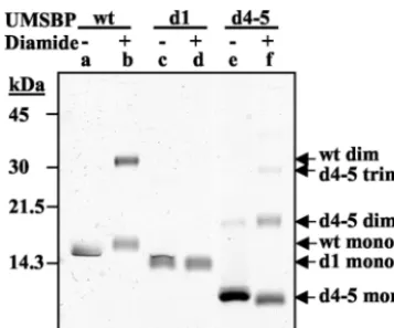 FIG. 9. The N-terminal zinc-ﬁnger is involved in UMSBP oli-gomerization. The multimerization was conducted as describe in the