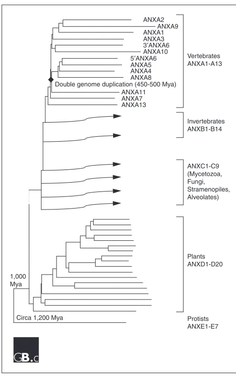Figure 1The phylogenetic distribution of annexins. A tree showing theclassification of annexins into five families, ANXA to ANXE, whichcorrespond with different eukaryotic lineages that originated at differentperiods over the past 1,200 million years (Mya,