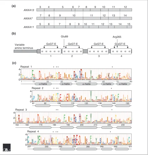 Figure 2Gene structures, protein domains and signature logos of vertebrate annexins. (a) The organization of the regions of family-A annexin genes encoding the corecarboxy-terminal region