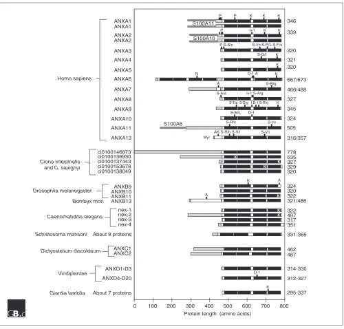 Figure 3 Domain structures of representative annexin proteins. Orthologs of the 12 human annexins shown in other vertebrates have the same structures, withstrict conservation of the four repeats in the core region (black) and variation in length and sequen