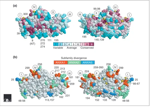 Figure 4Surface mapping of important sites onto the three-dimensional structure of annexins